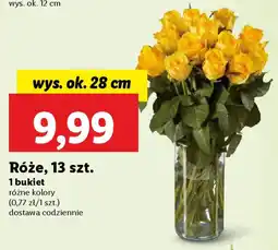 Lidl Róże oferta