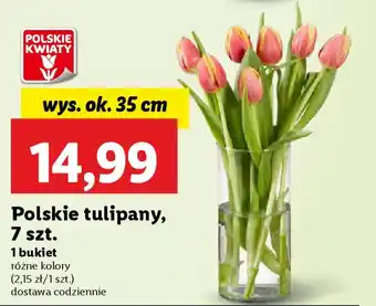 Lidl Polskie tulipany oferta