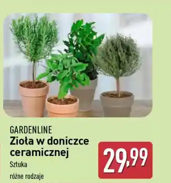 ALDI GARDENLINE Zioła w doniczce ceramicznej oferta