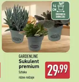 ALDI Gardenline sukulent premium oferta