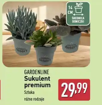 ALDI Gardenline sukulent premium oferta