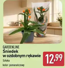 ALDI Gardenline śniedek w ozdobnym rękawie oferta