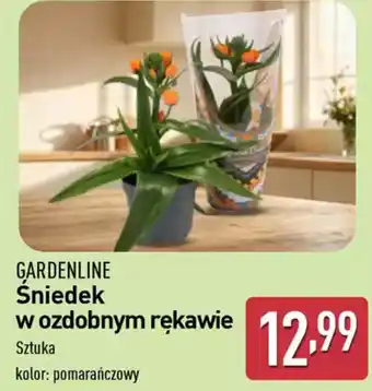 ALDI Gardenline śniedek w ozdobnym rękawie oferta