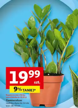 Auchan Zamioculcas śr. 12 cm oferta