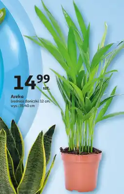 Auchan Areka don. 12 cm oferta