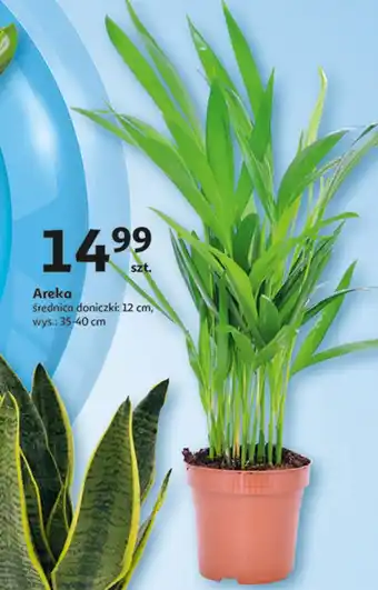 Auchan Areka don. 12 cm oferta