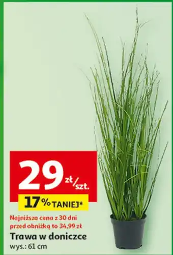 Auchan Trawa w doniczce 61 cm oferta