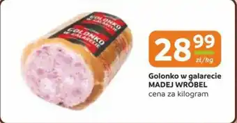 Gama Golonko w galarecie madej wróbel oferta