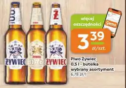 Gama Piwo Żywiec - butelka oferta