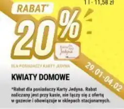 bi1 Kwiaty domowe oferta