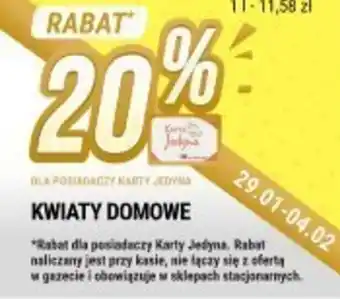 bi1 Kwiaty domowe oferta