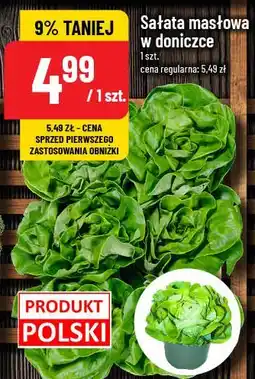 Polomarket Sałata masłowa w doniczce oferta