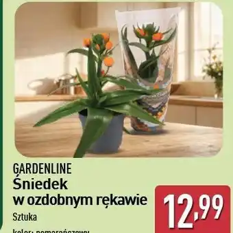 ALDI Śniedek w ozdobnym rękawie Gardenline oferta