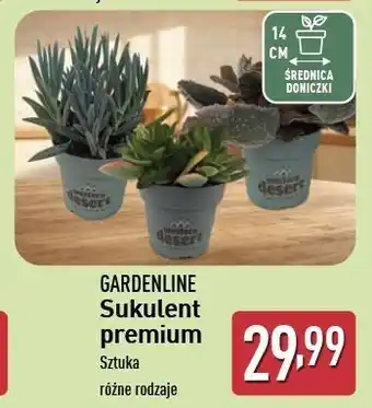 ALDI Sukulent premium 14 cm Gardenline oferta