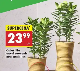 Biedronka Lilia rascal souvenir don. 13 cm oferta