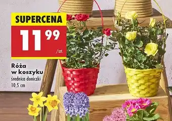 Biedronka Róża w kolorowym koszyku 10.5 cm oferta