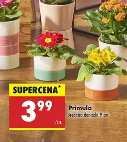 Biedronka Primula 9 cm oferta