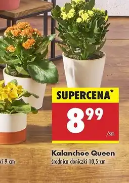 Biedronka Kalanchoe queen oferta