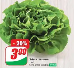 Dino Sałata masłowa oferta