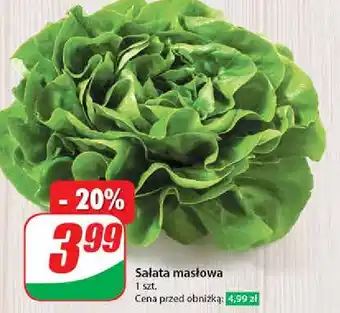 Dino Sałata masłowa oferta