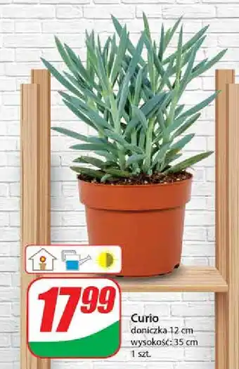 Dino Curio oferta