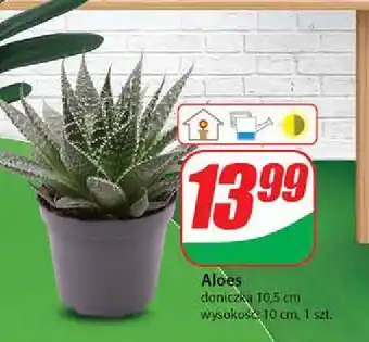 Dino Aloes 10.5 cm oferta