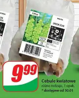 Dino Cebule kwiatowe Green Star oferta