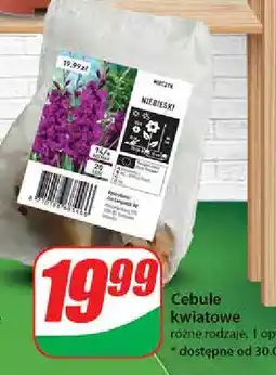 Dino Cebulki kwiatowe oferta