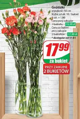 Dino Goździki 50 cm oferta