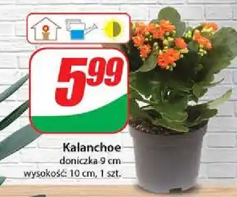 Dino Kalanchoe oferta