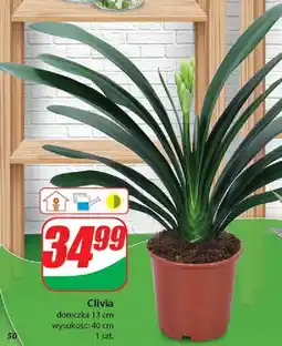 Dino Clivia oferta