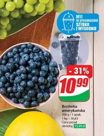 Dino Borówki amerykańskie oferta