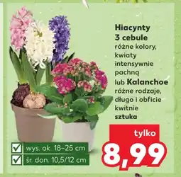 Kaufland Roślina doniczkowa Ok oferta