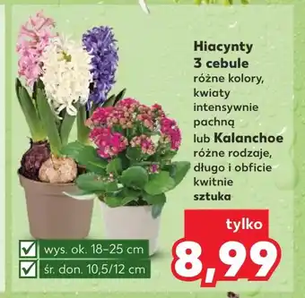 Kaufland Roślina doniczkowa Ok oferta