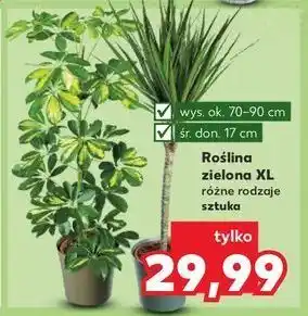 Kaufland Roślina zielona oferta