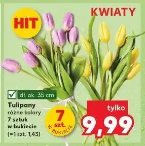 Kaufland Tulipany oferta