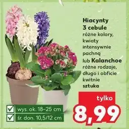 Kaufland Kalanchoe oferta