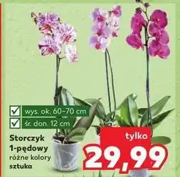 Kaufland Storczyk 1-pędowy oferta