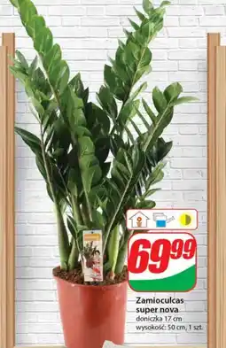 Dino Zamioculcas Nova oferta