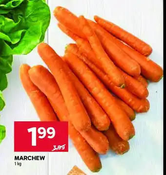 Stokrotka Marchew oferta