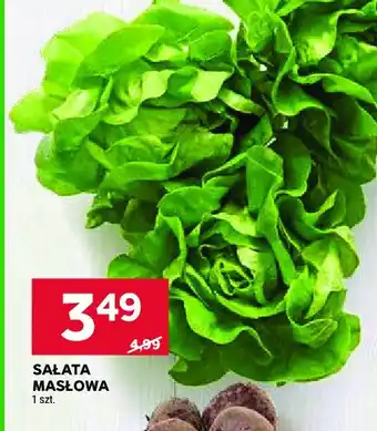 Stokrotka Sałata masłowa oferta