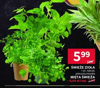 Stokrotka Kolendra oferta