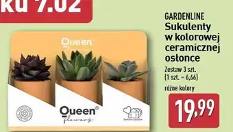 ALDI Sukulenty w ceramicznej osłonie Gardenline oferta