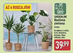 ALDI Juka 17 cm Gardenline oferta