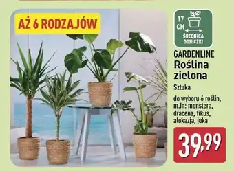 ALDI Juka 17 cm Gardenline oferta