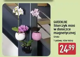 ALDI Storczyk mini w magnetycznej doniczce Gardenline oferta