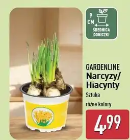 ALDI Hiacynt doniczka 9 cm Gardenline oferta