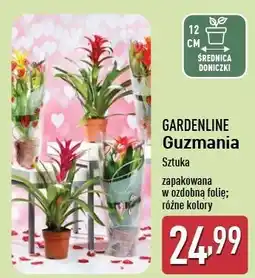 ALDI Guzmania Gardenline oferta