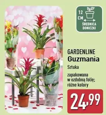 ALDI Guzmania Gardenline oferta