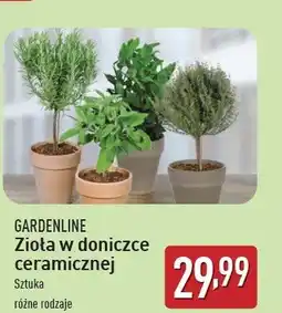 ALDI Zioła w doniczce ceramicznej GARDEN LINE oferta